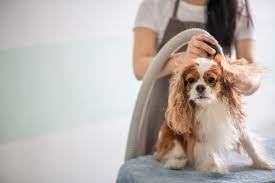 Discovering the right Dog Blow Dryer for the Canine Friend post thumbnail image