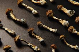 Moral Concerns in Buying Shrooms: DC Strategy post thumbnail image